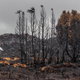 A stand of alpine trees was scorched by a bushfire in Tasmania’s World Heritage Area, via Dan Broun